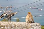 Die Affen gehören zu Gibraltar einfach dazu!