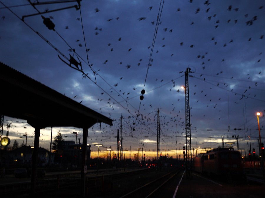 BadenBadenNov2009-16.jpg - Unglaublich, wie viele Vögel hier am Abend unterwegs waren. Ob sie ebenso wie ich dringend in den Süden wollten? Erst einmal ging es aber nach Hause in die warme Stube.