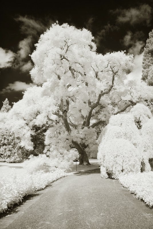 Bondensee-012.JPG - Insel Mainau (IR)
