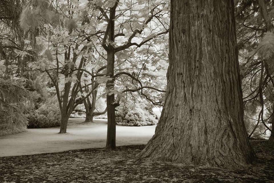 Bondensee-028.JPG - Insel Mainau (IR)