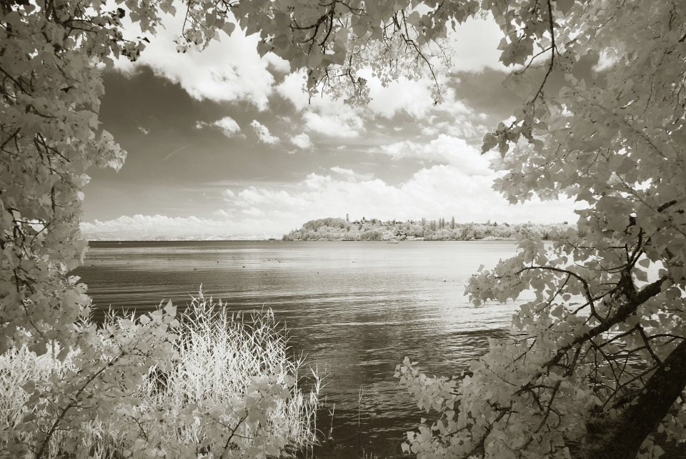 Bondensee-033.JPG - Insel Mainau (IR)