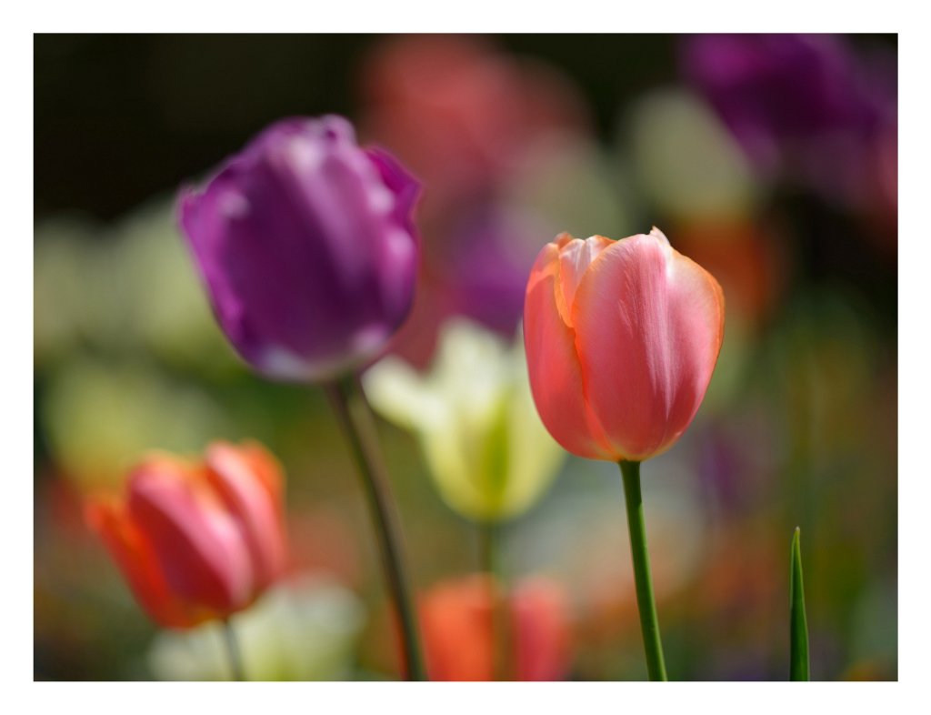 Fruehling2014-Nr2-01.jpg - Einige Tulpen aus dem Zoo Karlsruhe.