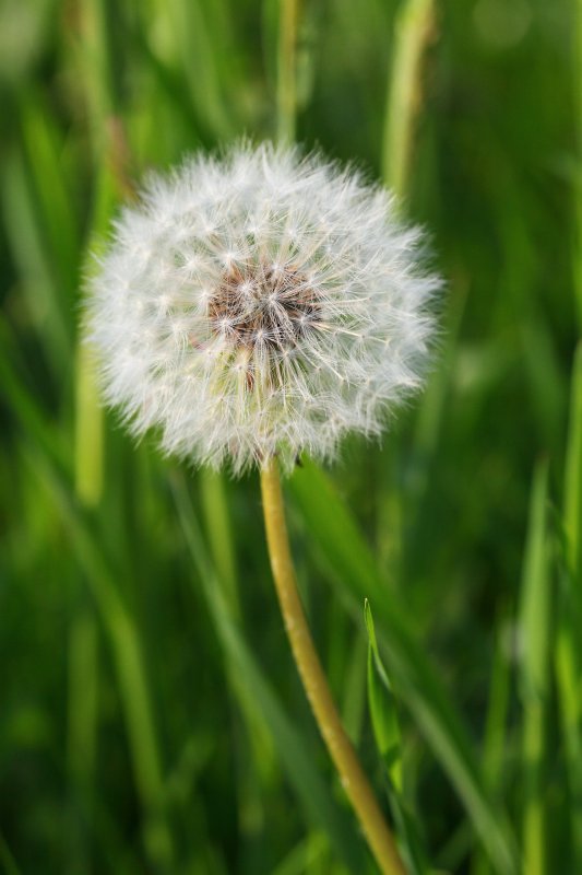 Fruehling2009-01.jpg - Eine Pusteblume. Sie ist für mich ganz fest mit dieser Jahreszeit verbunden.