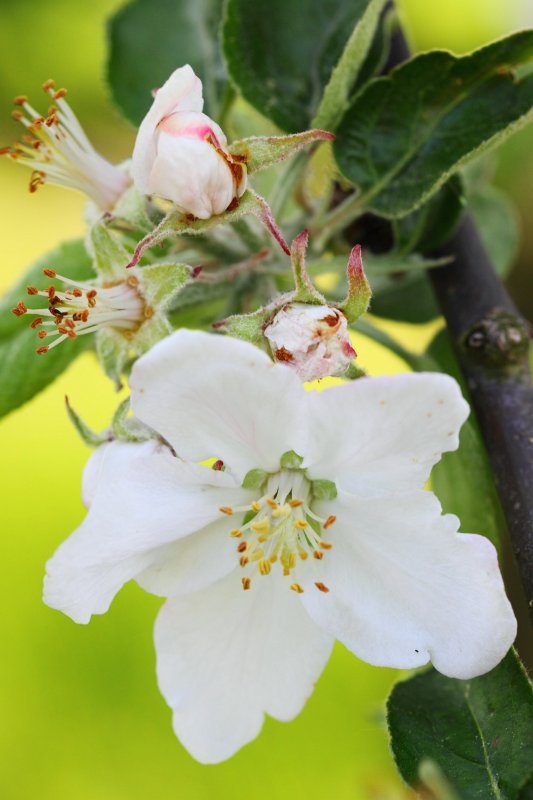 Fruehling2009-05.jpg - Und noch ein blühender Baum.