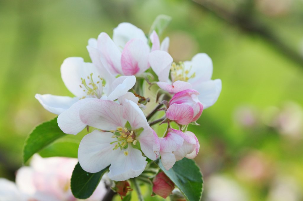 Fruehling2009-06.jpg - Diese Blüten leuchten zart rosafarben.