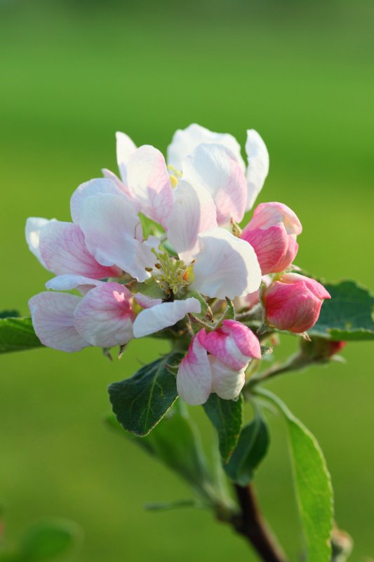 Fruehling2009-07.jpg - Das ist schon nicht mehr ganz so zart.