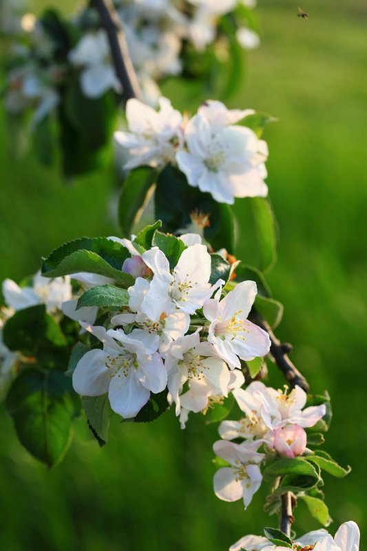 Fruehling2009-08.jpg - Es ist schwer, dieses duftige Gegenlicht in einem Bild einzufangen.