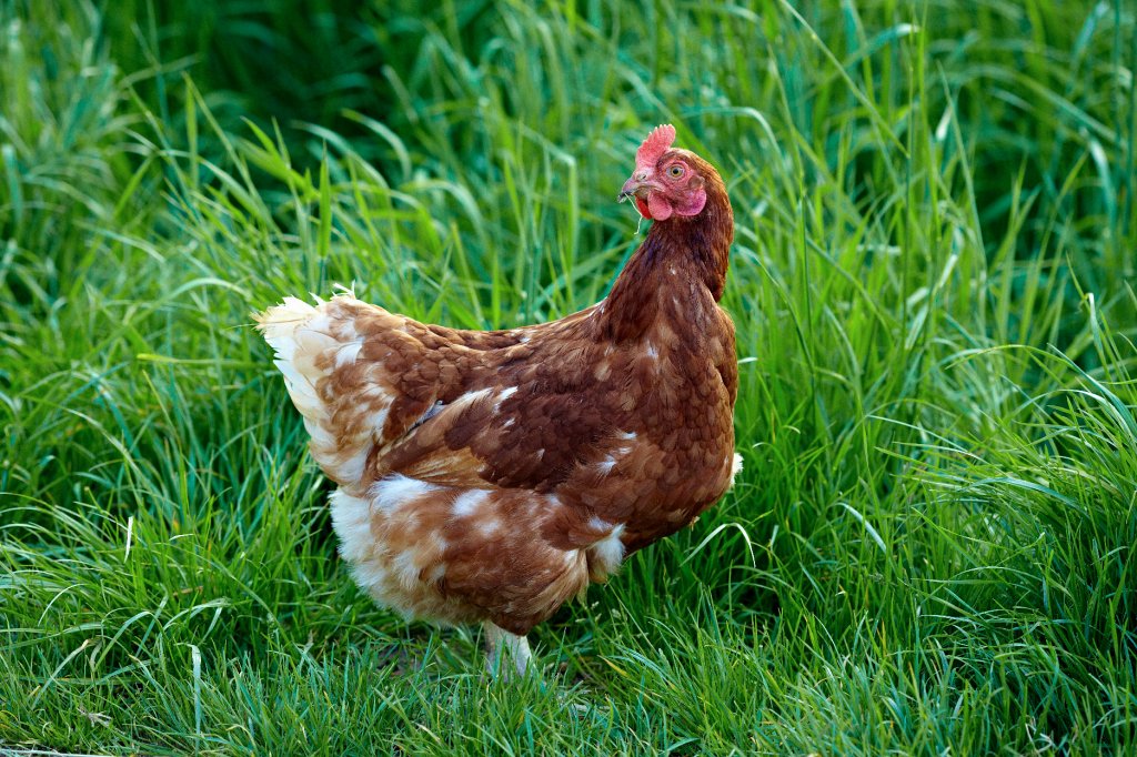 Fruehling2009-11.jpg - Ist es ein dummes Huhn? Es ist wohl aus der gleich nebenan liegenden Freilandhaltung ausgebüchst und denkt gerade darüber nach, ob die Freiheit oder die Heimat verlockender sind. Wie es sich wohl entscheidet?