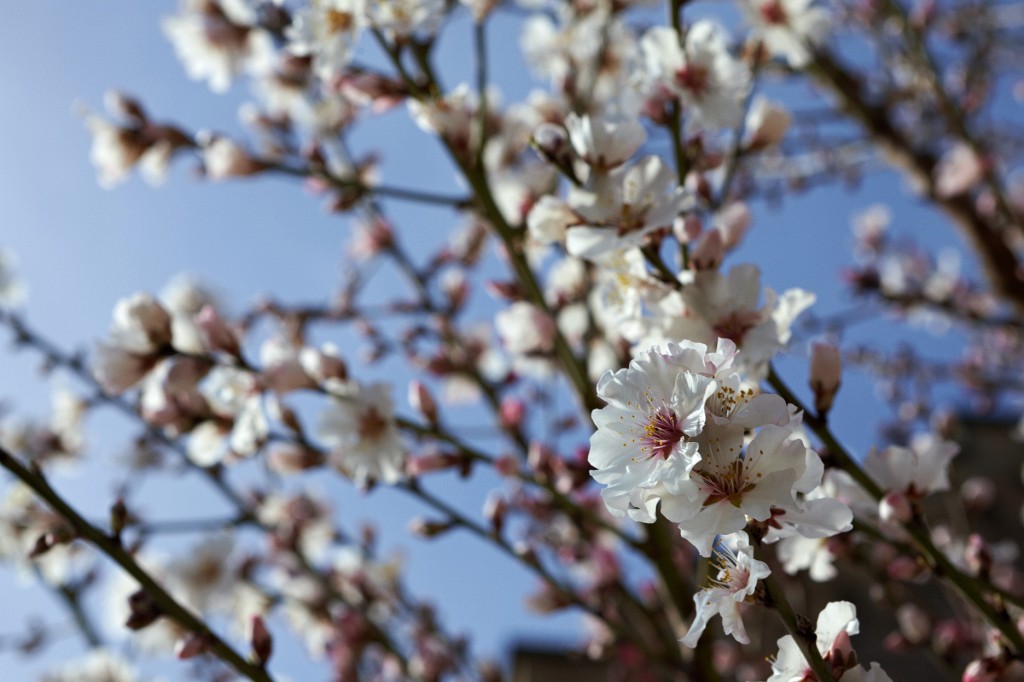 Gernsbach34.jpg - Ah! Blümchen vor blauem Himmel! Aber irgendwie überzeugt mich die 5D Mark II bei solchen Gelegenheiten nicht wiklich. Die Farben dieser Kamera sind bei weitem nicht so schön wie die der Nikon D700.
