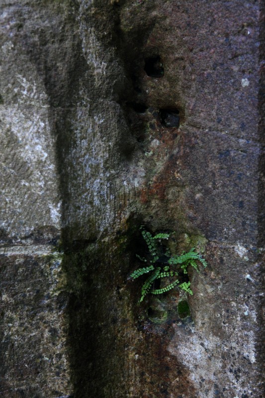 Gernsbach47.JPG - Die Natur betrachtet solche Gebäude schlicht als Felsen, den es zu besiedeln gilt.