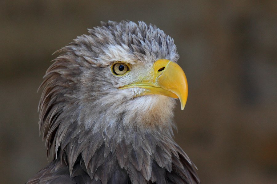 Guttenberg-082009-14.jpg - Dieser Adler hat sich für mich in Positur geworfen.