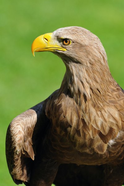 Guttenberg-082009-34.jpg - Ein majestätischer Vogel ist das.