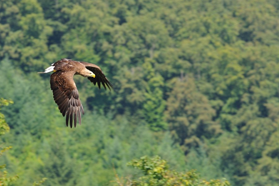 Guttenberg-082009-46.jpg - Der Adler im Flug.