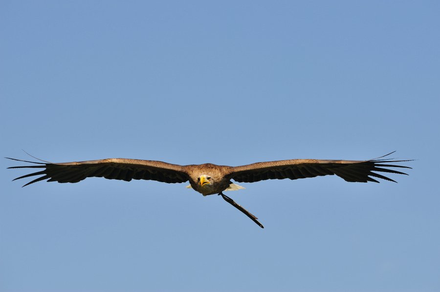 Guttenberg-082009-49.jpg - Es war durchaus knifflig, solche Fotos zu machen. Auch die sehr gute Fokussteuerung der D700 hat Probleme damit, den Adler vorm blauen Himmel immer im Fokus zu behalten.