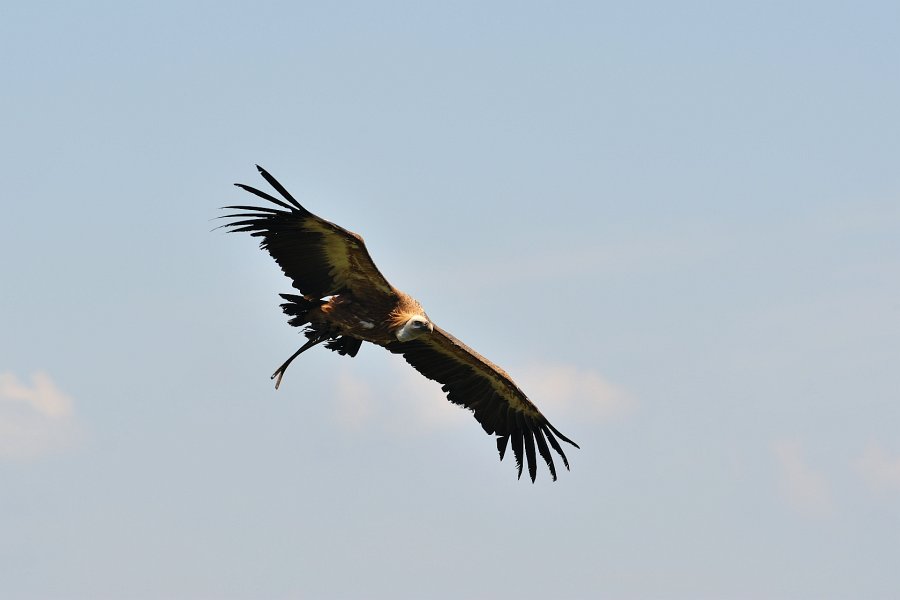 Guttenberg-082009-55.jpg - Nein, dies ist nicht der Adler von eben. Nein, es ist auch nicht der Bundesadler, eher der deutsche Pleitegeier, der hier seine Runden zieht.