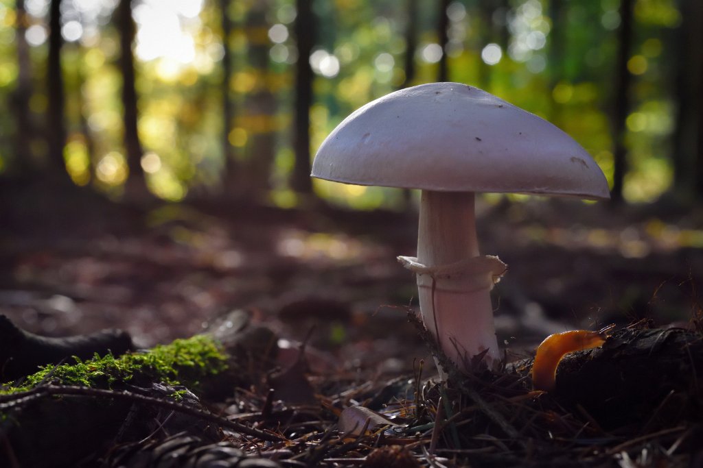 Herbst2014-1.jpg - Pilz mit Schnecke. Ich habe sie tatsächlich erst zu Hause auf dem Bild entdeckt.