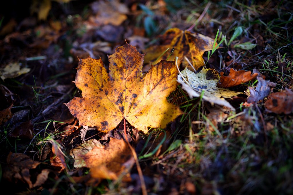 Herbst2014-3.jpg - Licht aus, Spot an!