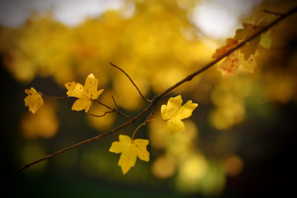 Herbst2014-5.jpg - Gelbe Blätter im Gegenlicht