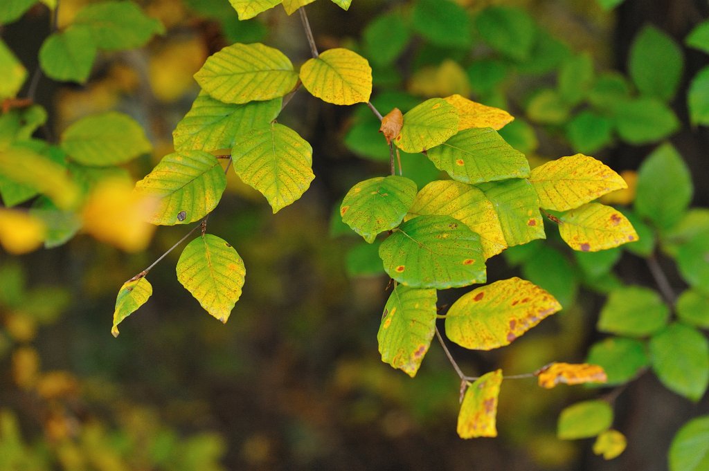 Herbst2009-02.jpg - Diese Blätter beginnen erst ihren Farbwechsel.