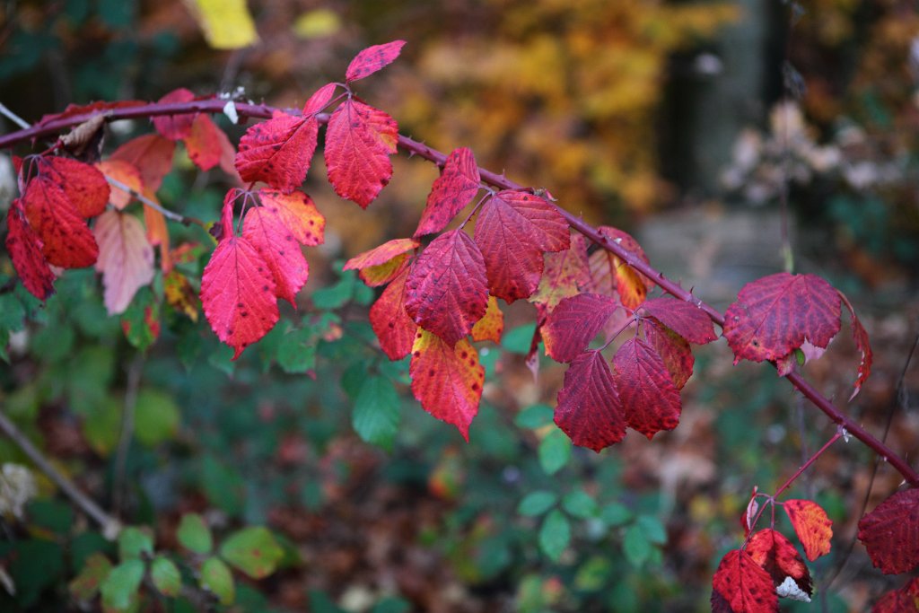 Herbst2009-03.jpg - Diese Ranke leuchtete wirklich in diesem tiefen Weinrot.