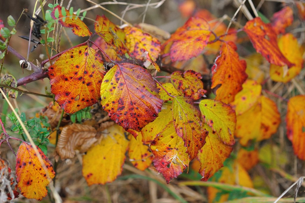 Herbst2009-07.jpg - Hier gehen die Farben eher in einen rötlichen Ton über.