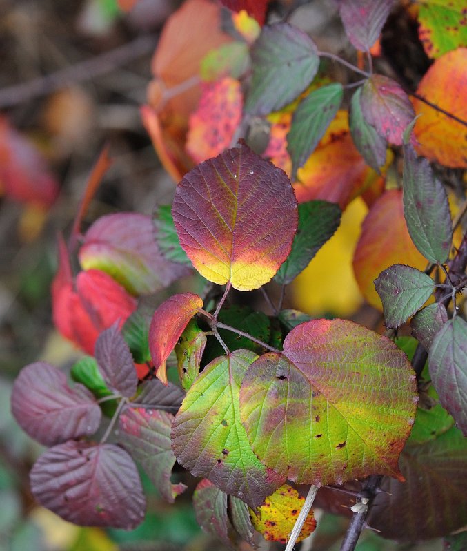 Herbst2009-10.jpg - Nanu, hier gibt es auf einmal sogar violette Töne auf der Palette des Herbstes.