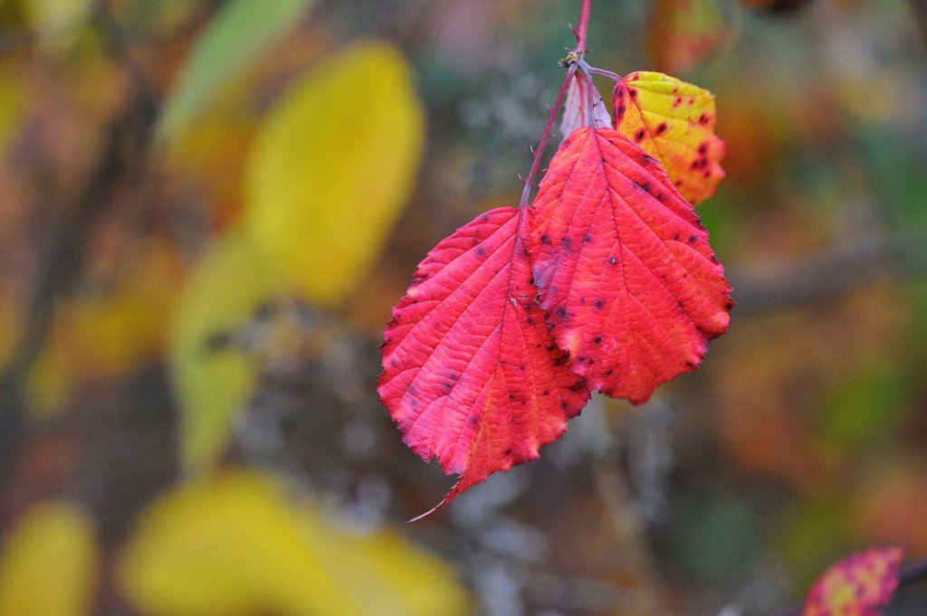 Herbst2009-11.jpg - Leider wurde es allmählich dunkel, so dass ich kaum noch weiterfotografieren konnte. Dieses Bild wurde schon bei ISO 3200 aufgenommen.