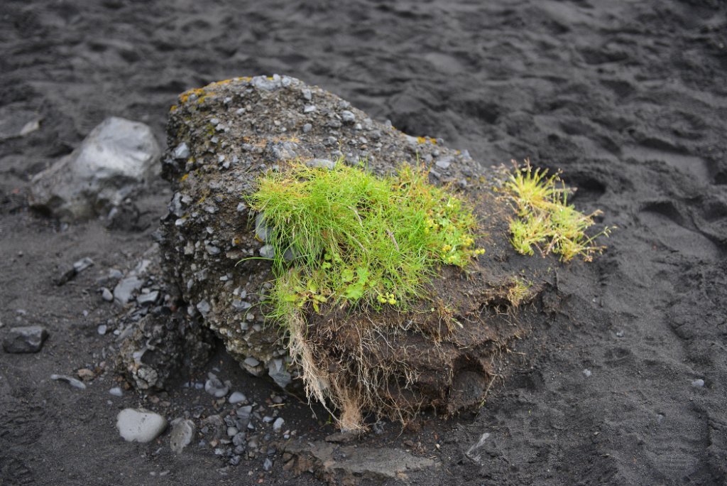 Island-023.jpg - Spärliche Vegetation auf einem Steibrocken in der Nähe.