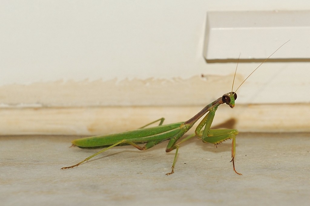 Kas-10-2009-018.jpg - Diese Gottesanbeterin materialisierte sich abends auf dem Balkon und war auch durch das Blitzen meiner Kamera und die aufgestellten Brennschlangen zum Vertreiben der Mücken nicht zu beeindrucken. Übrigens ist so ein Tier geschätzt vier bis fünf Zentimeter lang. Ich hatte noch nie vorher eine gesehen.