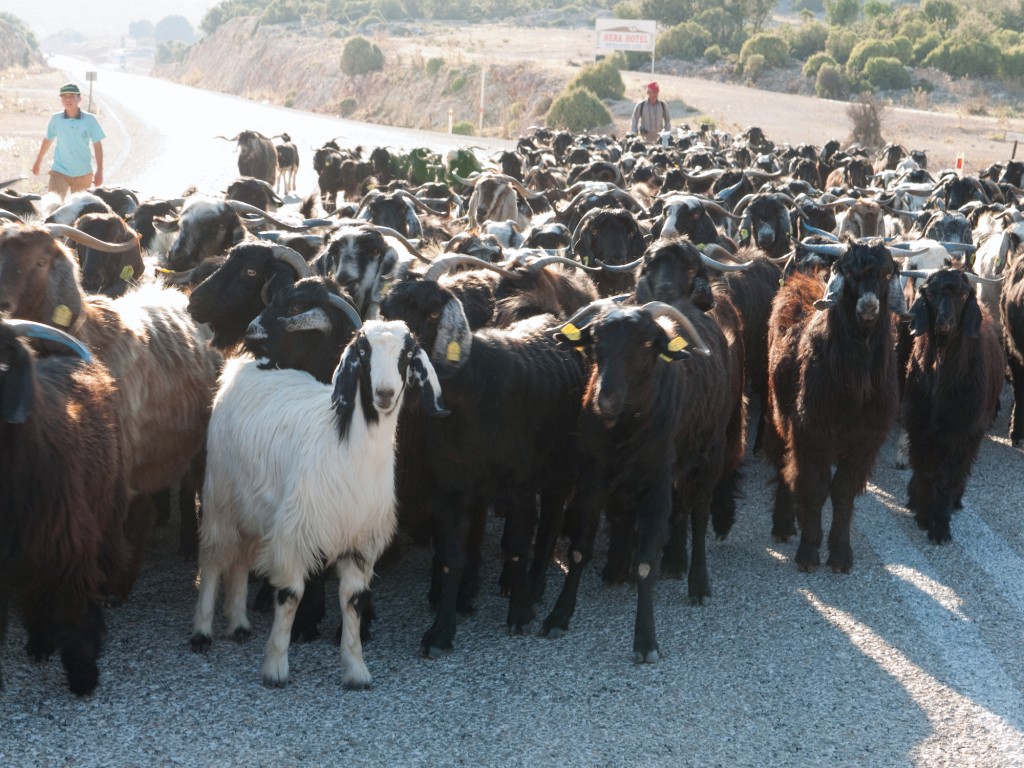 Kas-10-2009-061.jpg - So kann es einem in der Türkei immer gehen. Hier hilft nur Geduld, meck, meck.