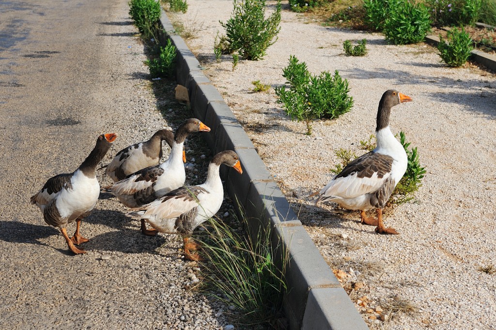Kas-10-2009-078.jpg - Diese gefiederten Freunde mochten gerne einen Snack von mir haben, aber mehr als Wasser hatte ich leider nicht.