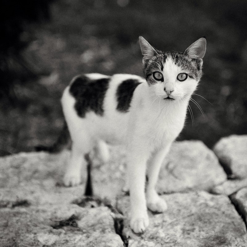 Kas-10-2009-105.jpg - Manchmal gebe ich der Versuchung nach und versuche einmal, wie ein Bild in s/w wirkt. Dieses hier hat mir in monochrom gut gefallen.