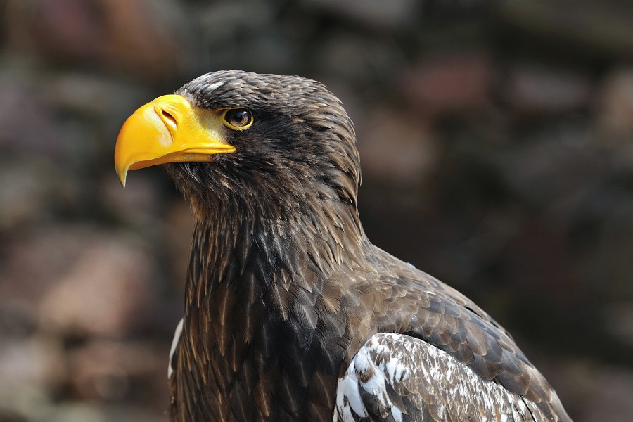 Kintzheim-12.JPG - So einen stechenden Blick haben nur Adler.