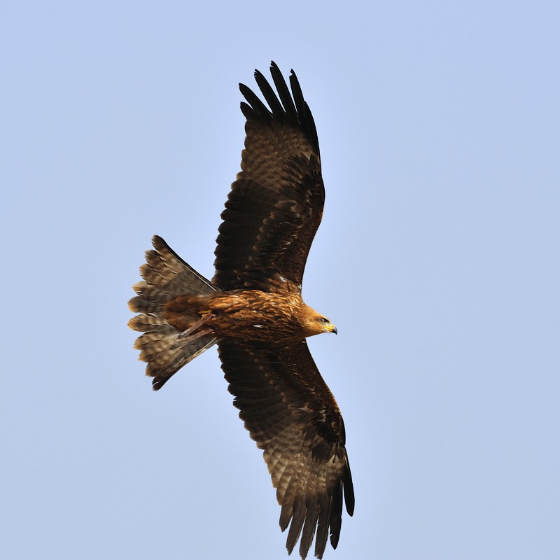 Kintzheim-15.JPG - Habe ich zuviel versprochen? Irgendwie hat es der Autofokus trotz rasantem Flug geschafft, ein scharfes Bild auf den Sensor zu zaubern.