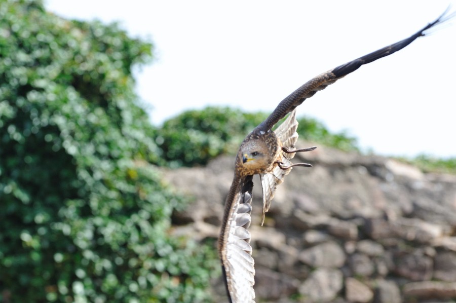 Kintzheim-27.JPG - Unfassbar, dass die Kamera diesen rasant fliegenden Vogel irgendwie einfangen konnte.