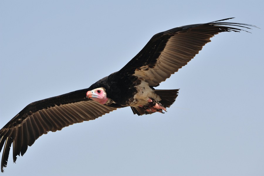 Kintzheim-30.JPG - Kein Geier-Sturzflug, aber Geier-Flug. Leider kann ich mit diesem Tele nicht zoomen, weswegen manchmal die lieben Vögelchen einfach nicht mehr ganz auf den Chip gepasst haben...