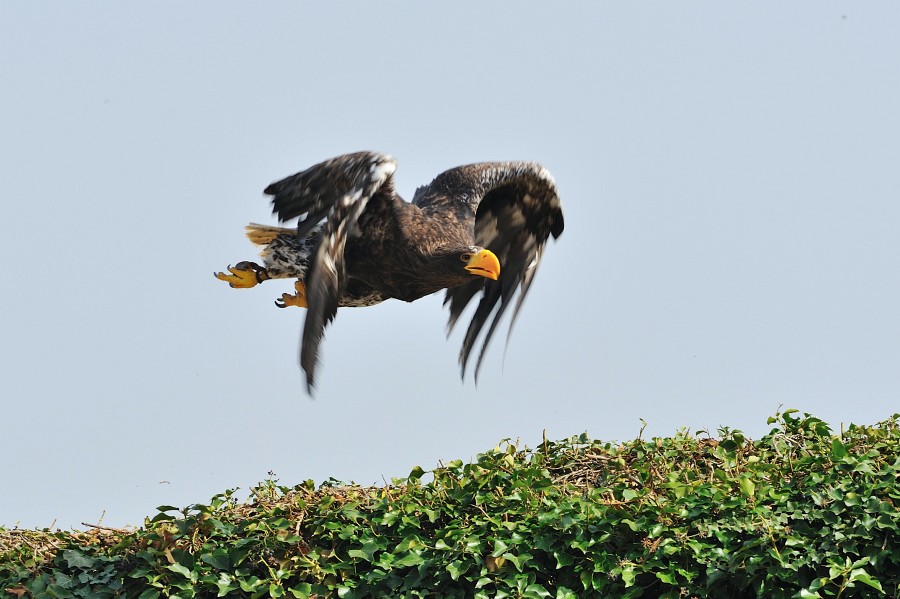 Kintzheim-39.JPG - Ein Adler beschleunigt nach Kräften.