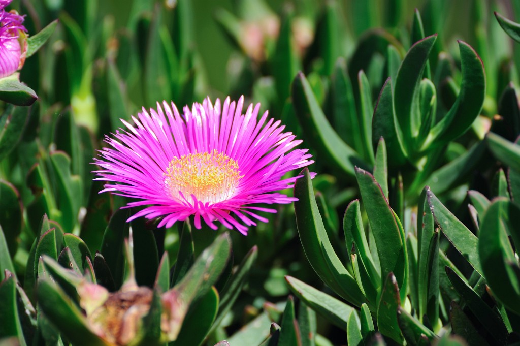 Kykladen-062009-036.jpg - Diese Blümchen hier kenne ich. Meiner Erinnerung nach gab es sie auch in Kalifornien entlang des Highway No 1 (Big Sur). Aber zur Klarstellung, wir sind hier natürlich noch auf Paros und zwar im Ort Kolympithres, wie man nicht leicht sieht ;-)