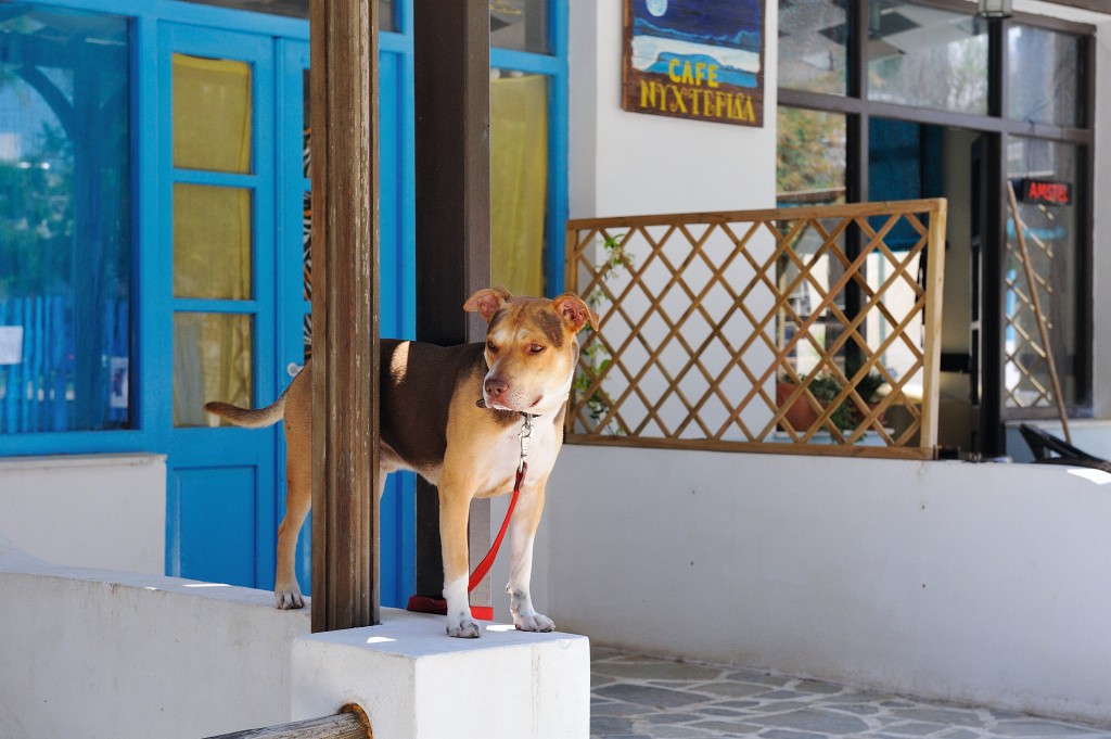 Kykladen-062009-045.jpg - Zwischen leeren Restaurants und verwaisten Straßen angebunden war dieser Hund hier für jede Abwechslung dankbar.