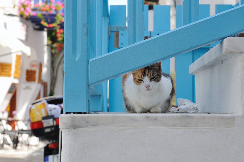 Kykladen-062009-080.jpg - Mir scheint, an Katzen herrscht auf den griechischen Inseln kein Mangel.