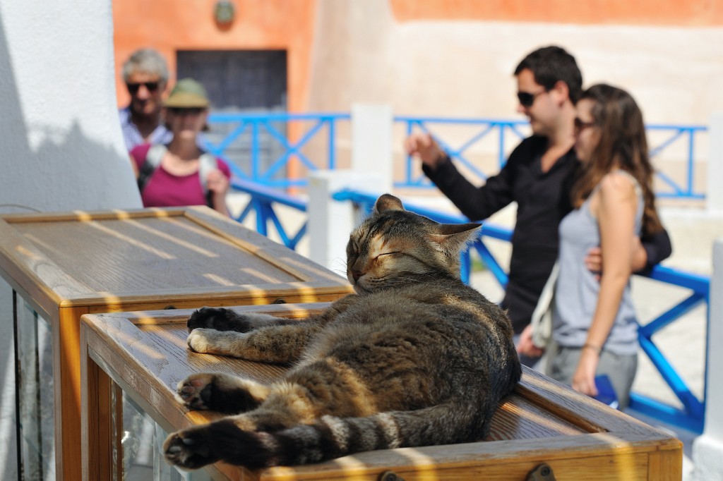 Kykladen-062009-129.jpg - Diese Katze hat schon viele Touristen kommen und gehen sehen und lässt sich von nichts mehr aus der Ruhe bringen.