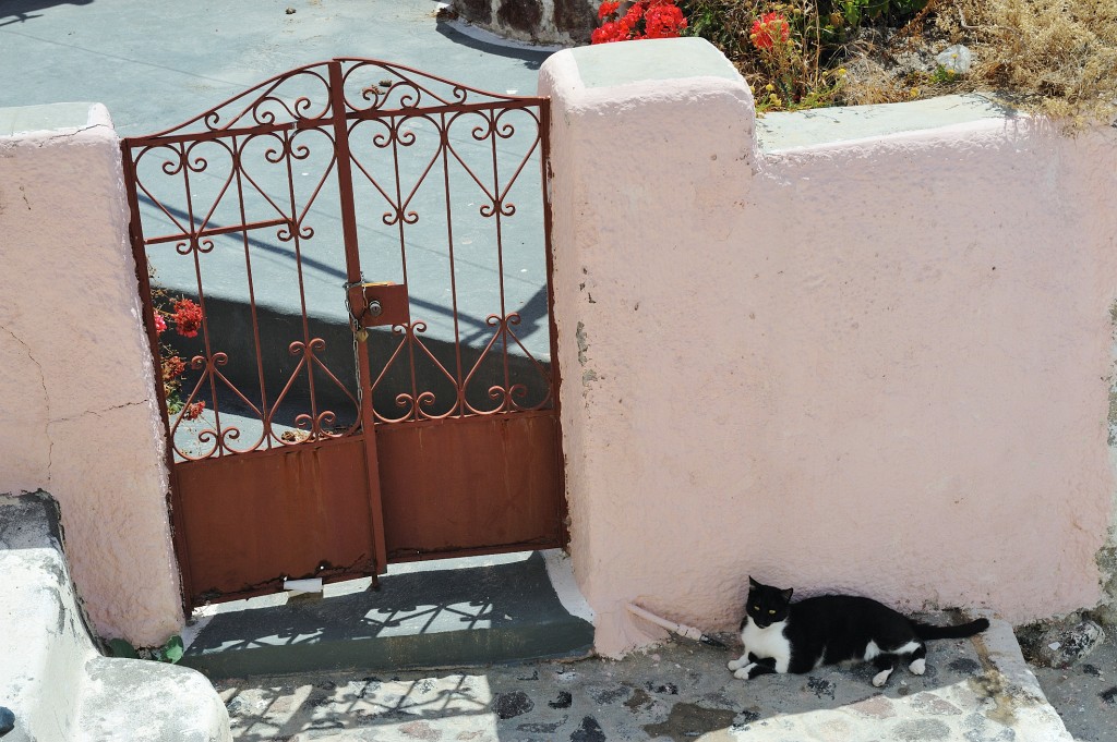 Kykladen-062009-132.jpg - Natürlich wueder eine Katze, die sich ein gemütliches Plätzchen gesichert hat.