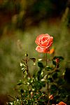 Eine Rose im Garten bei Nacht.