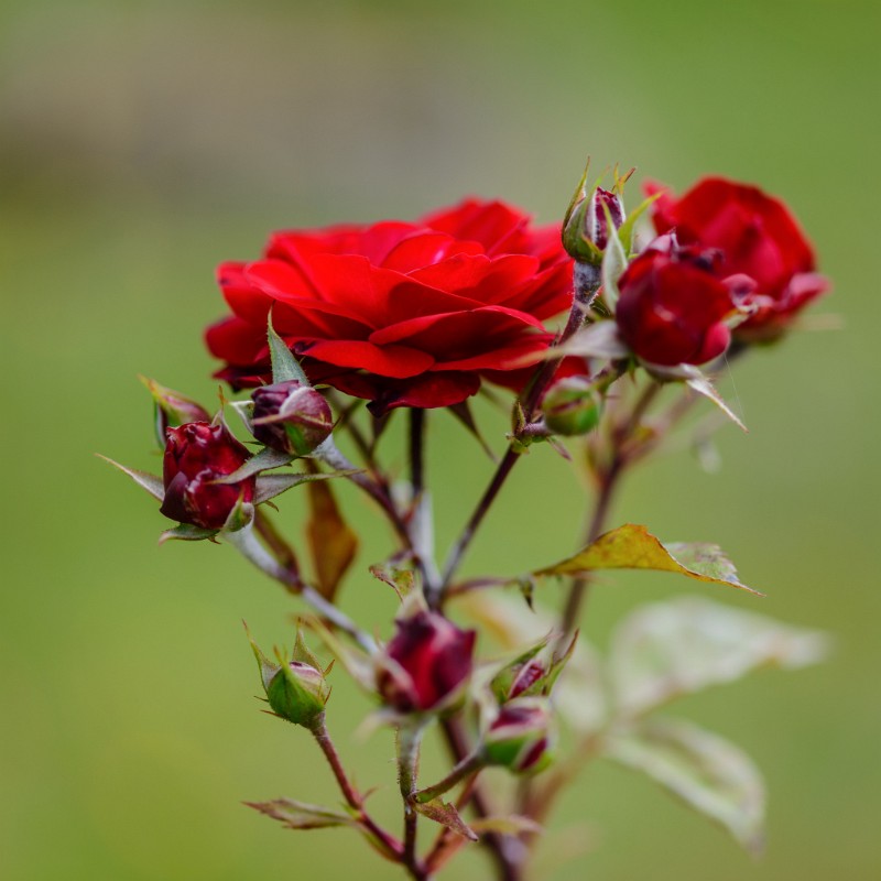 MohnWiese-10.jpg