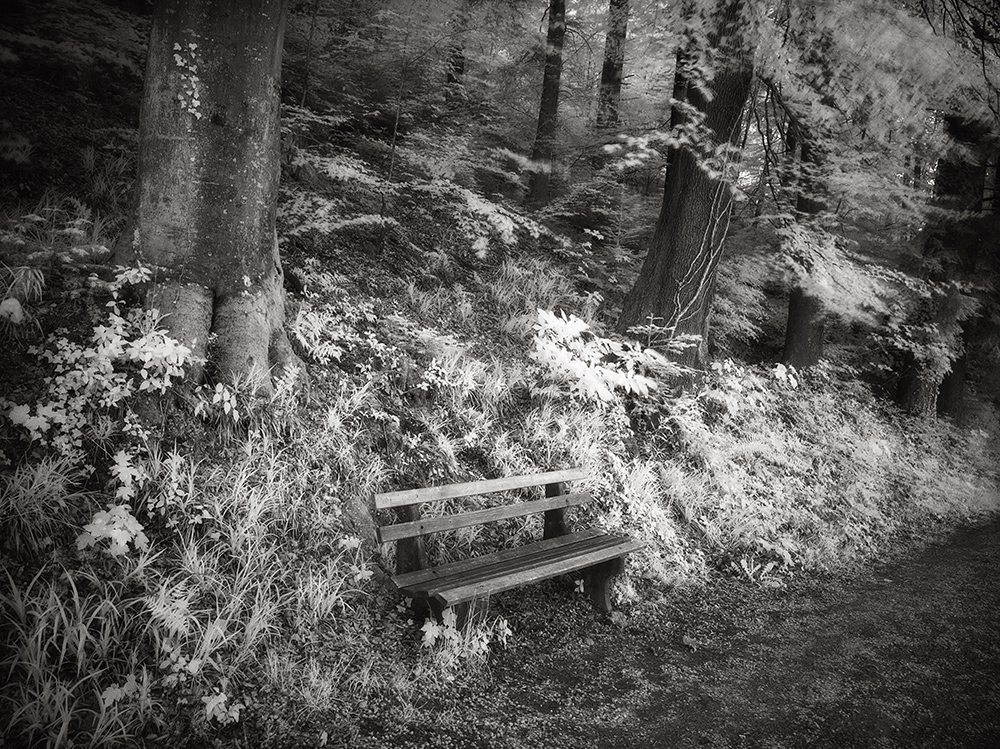 Monochrom0511-07.JPG - Ein schönes Plätzchen für ein Päuschen im Wald.