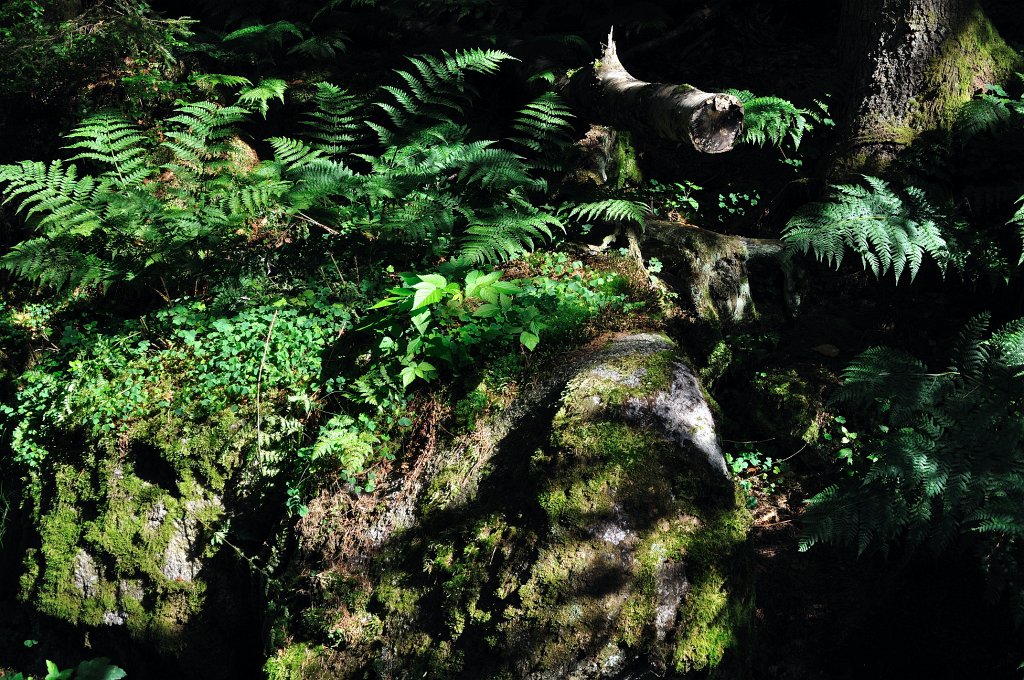 Schwarzwald-072009-17.jpg - Stefan Becker, beckstef@freenet.de