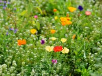 Sommerblumen-28