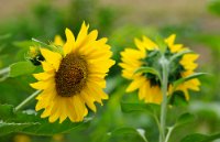 Sommerblumen-40