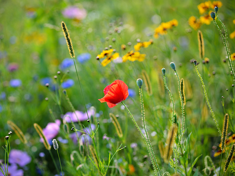 Bokeh des Zeiss 100mm 1:2,0 ZF.2