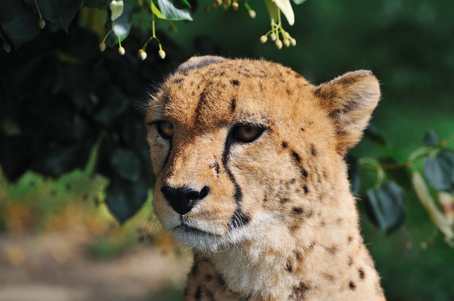 Wien-100.JPG - Ein Gepard hat sich hier von mir portraitieren lassen.
